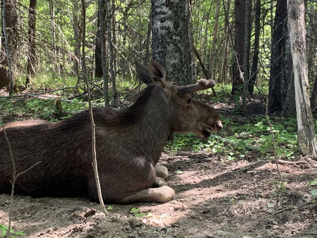 На Южном Урале участились случаи выхода лосей на дороги 