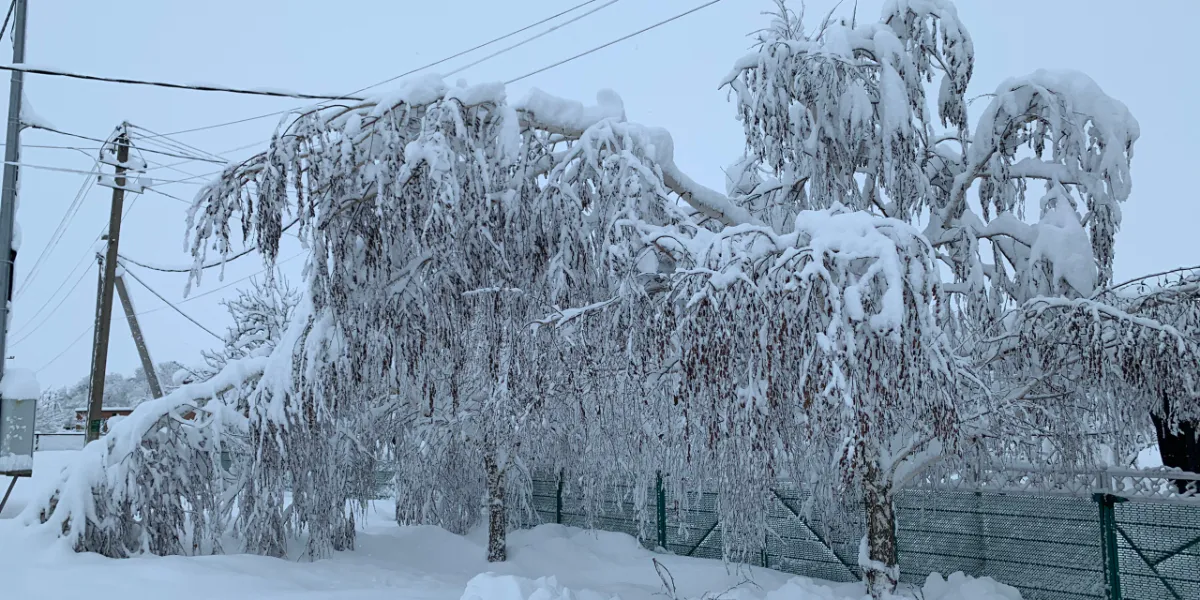 В Рязанской области деревья продолжают падать на линии электропередачи