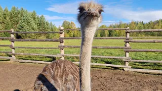 В одном из районов Коми ищут убежавшего с фермы австралийского страуса