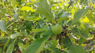 Выливаю под яблони в марте по 2 ведра раствора — летом урожая в 3 раза больше, плоды крупные и наливные