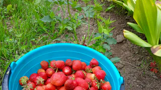 Отучила соседку воровать мои ягоды хитрым методом: теперь она всегда проходит мимо участка, улыбается и машет рукой