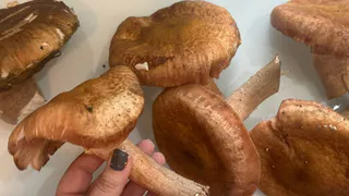 В Рязанской области заметили возможное раннее появление весенних грибов