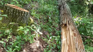 В лесу под Гороховцом неизвестные незаконно вырубили дубы на 170 тысяч рублей