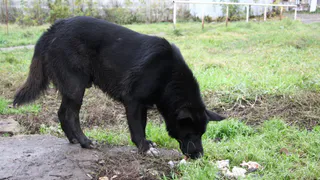 Усыпить, в приют или на свободу: как рязанцы предлагают решить проблему с бездомными собаками в городе