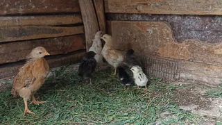 Рязанский специалист отработал ликвидацию птичьего гриппа в Смоленской области