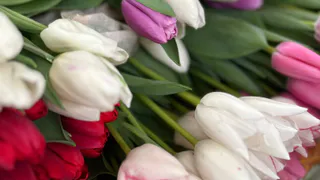 На ферме под Рязанью собрали первый урожай тюльпанов