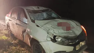 Под Магнитогорском водитель легковушки сбил лошадь на трассе