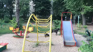 Агрессивная стая: в Горроще на детской площадке обитают бездомные собаки