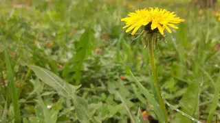 А это точно начало лета? 1 июня в Рязани похолодает