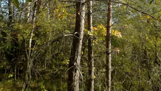 Судогодский суд обязал администрацию расчистить участок многодетной семьи от деревьев и кустарников