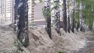 "Березы закатывают в асфальт": жительница Рязани пожаловалась на придомовую территорию