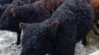 В Коми разводят одну из древнейших пород крупного рогатого скота