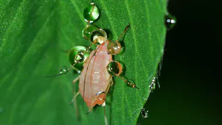 Рекомендации агронома: от белокрылки не останется и следа