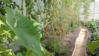 Деревенский бизнес без коров, кур и свиней: как техника и руки приносят доход на земле