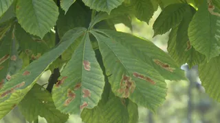 Рязанские каштаны атаковала минирующая моль