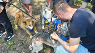 В Рязани 17 животных обрели дом с помощью благотворительной выставки