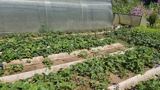 Вы тоже выбрасываете ценное удобрение для огорода? От этого "мусора" с кухни больше пользы, чем от подкормок