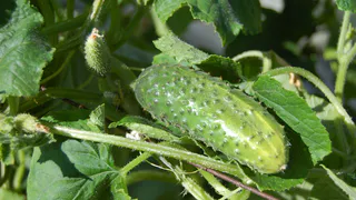 Желтеют завязи огурцов, желтеют листья, огурцы ключком - срочно полейте этим настоем, сразу позеденеют и завалят урожаем