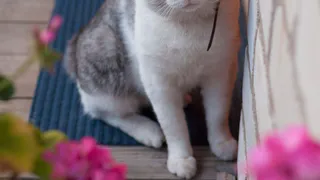 Дай лапку: Мурлышка, Терри и Софа в поисках хозяев