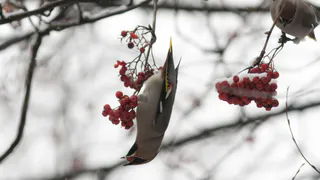 В Рязань прилетели свиристели