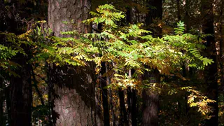 Почему 30 Га леса переведут в разряд земель населенного пункта?