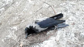 Секретные материалы: рязанские активисты получили отчет орловской лаборатории о мертвых птицах