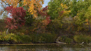 В Нижнекамске рассказали, почему вырубают деревья и как их заменяют новыми