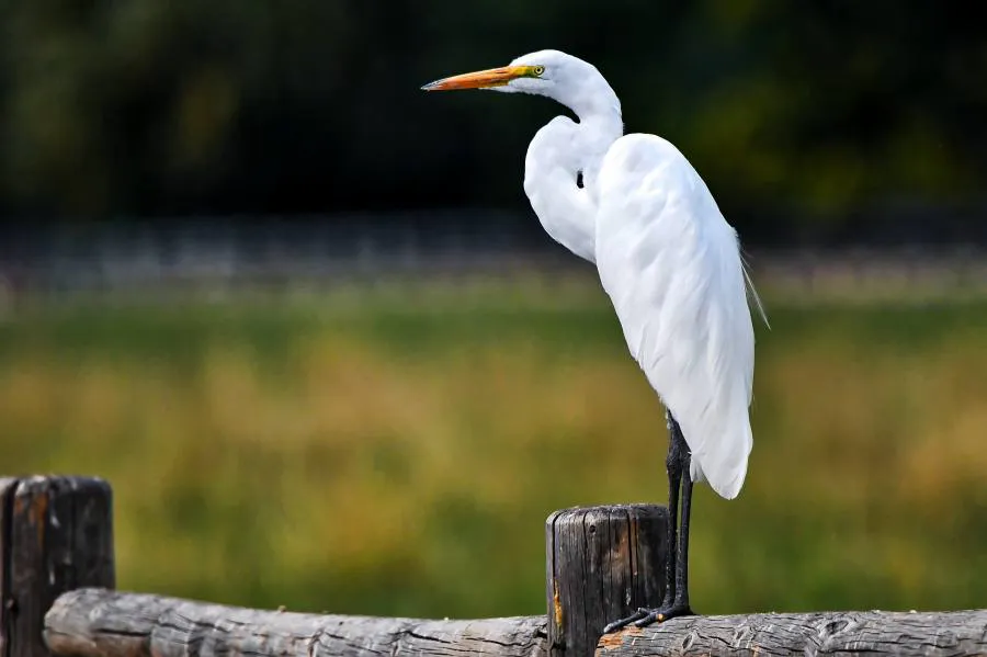 В Татарстане появился новый заказник для защиты редкой птицы - белой цапли