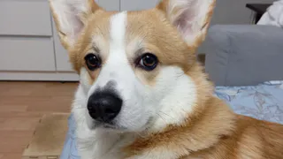 Ангельский вид - адский нрав: 4 породы, которые только притворяются милашками