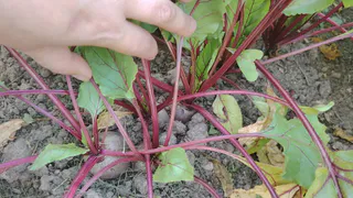 Пять овощей, которые я высаживаю под зиму уже 15 лет - собираю самый ранний урожай на зависть соседям