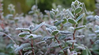 6 и 7 мая в Рязанской области может выпасть снег