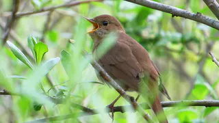 Необычная инициатива: рязанцев приглашают на учёт соловьёв