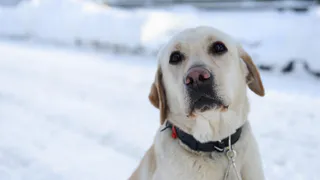Неадекватный рязанец берет собак на передержку и отпускает их на волю (12+)
