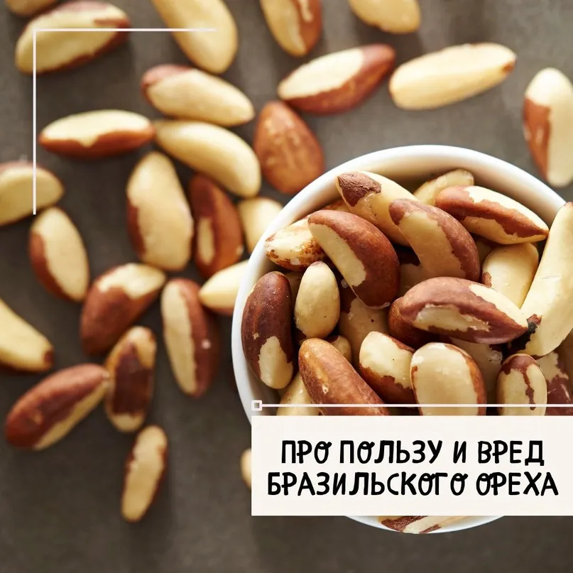 Польза и вред бразильского ореха