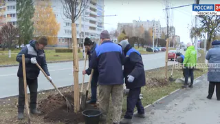 Вдоль трех чебоксарских улиц появились 70 молодых лип
