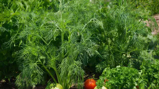 Чтобы быстро взошёл: простой трюк с укропом для быстрого развития семян