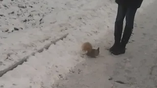 Видео с белочкой из рязанского ЦПКиО за три часа набрало полторы тысячи просмотров