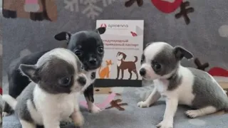 Животные страдают, а деньги пропадают: пензячка при продаже полуторамесячных щенков нарвалась на мошенницу