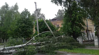 В Магнитогорске дерево упало на ребенка во время бури