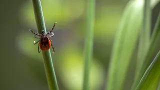 В 18,3% исследованных клещей в Рязанской области обнаружили возбудителей инфекций