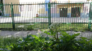 Соцсети: возле рязанского детсада растет борщевик