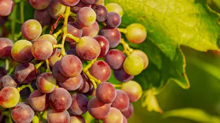 Уход за виноградом: важные мероприятия для здорового роста и богатого урожая