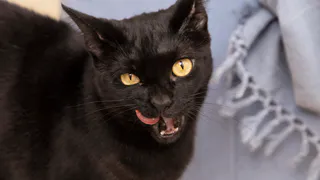 Быстро отучила моих кошек драть диван: до сих пор не нарадуюсь - нужна только одна копеечная вещь