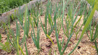 С 23 июня пожелтевшему луку – рекомендовано: смешиваем 4 ингредиента – и собираем урожай мешками