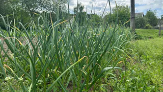 Определена самая полезная культура на огороде: это не ягода и не овощ