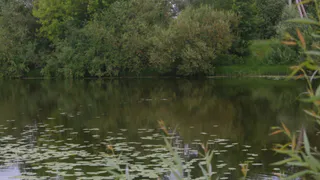 В Рязани в Рюминском пруду утонула женщина