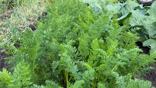 Не пропустить время уборки урожая: вот когда морковь начинает терять свои питательные вещества — основные ошибки