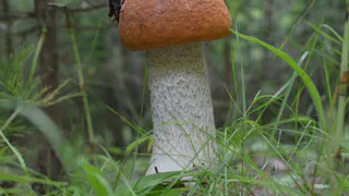 Фотоконкурс "Осенняя грибомания": участвуй и выигрывай призы