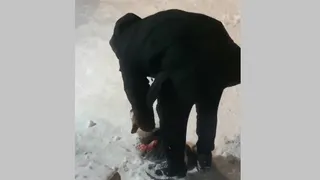 В Рязани действия живодера попали на видео