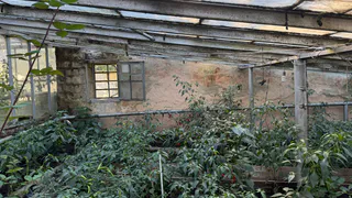 Защищаю сад 3 копеечными средствами в октябре: одно ведро на куст - бьет по трем мишеням сразу